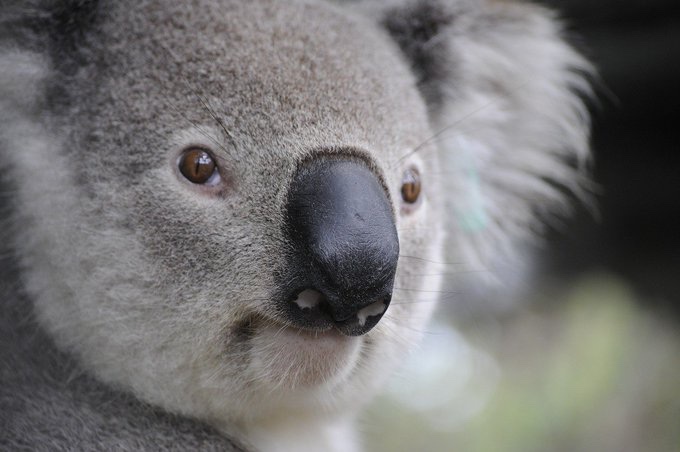 Australia has never seen a January like it