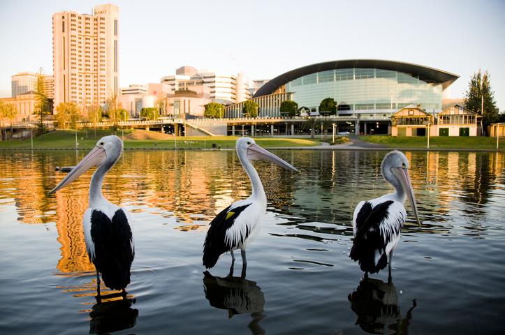 Adelaide staring at a rainless February