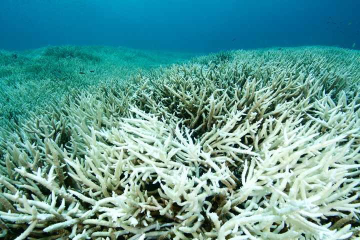 Scientist warns of 'worst coral bleaching event in history'
