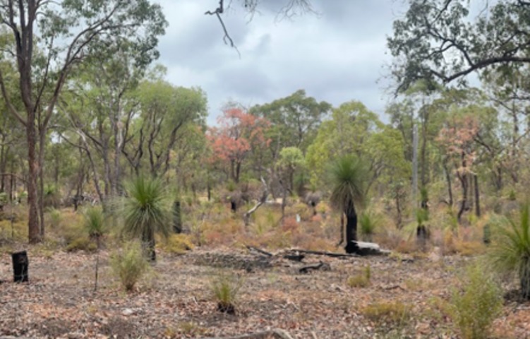 Jarrah trees dying in WA's big dry