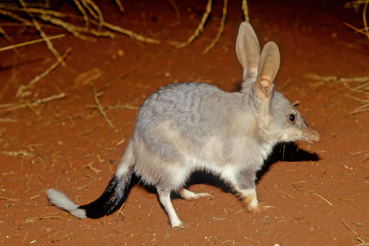 Image: A bilby, an endangered marsupial which some Australians like to consider the symbol of Aussie Easter as it looks a little like a bunny.. Source: iStock/Miropa