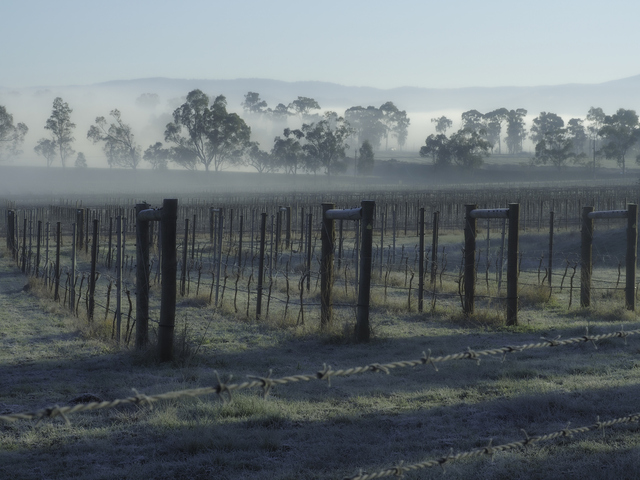 Image: Frost in Victoria's Yarra Valley, where the town of Coldstream registered a record May low for the second straight day. Source: iStock/Chris Gordon