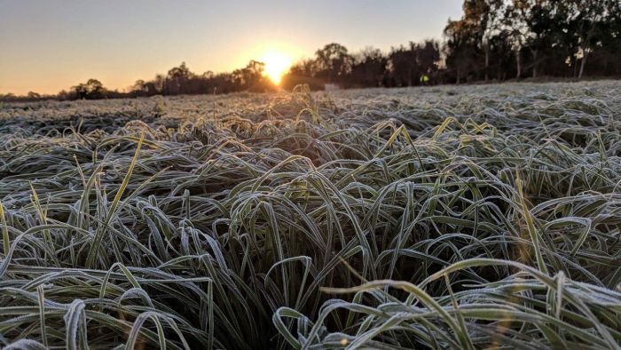 Frosty morning as sub-zero temperatures leave southern Queensland shivering