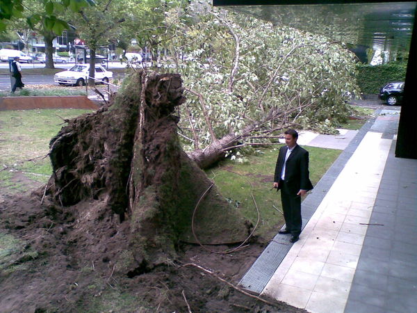 Trees down, power cut as heavy winds batter Victoria