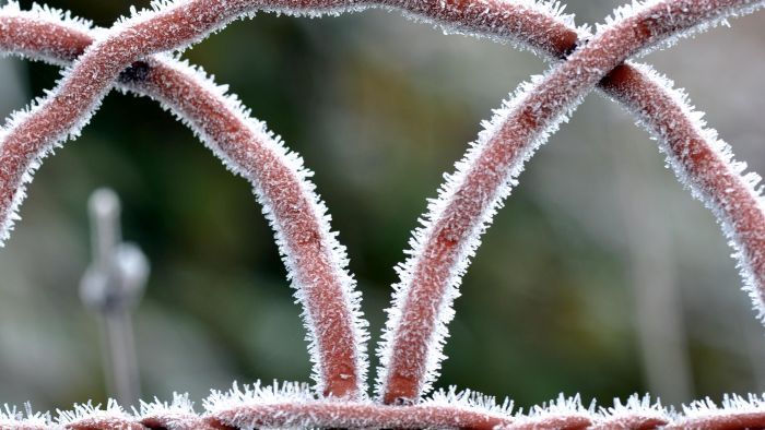 Severe frosts damage grain crops in south-east Australia