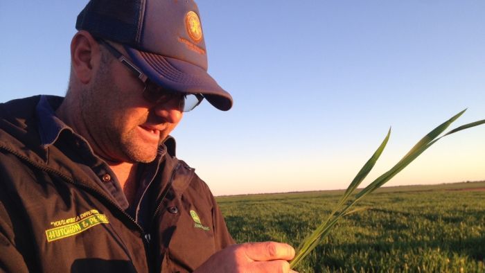 Grain growers writing-off wheat and canola crops in central and western plains of NSW as severe frost damage becomes clear
