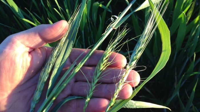 Grain growers writing-off wheat and canola crops in central and western plains of NSW as severe frost damage becomes clear